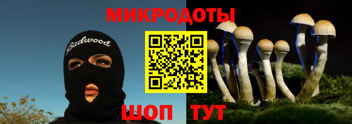 Галлюциногенные грибы Psilocybe Советская Гавань